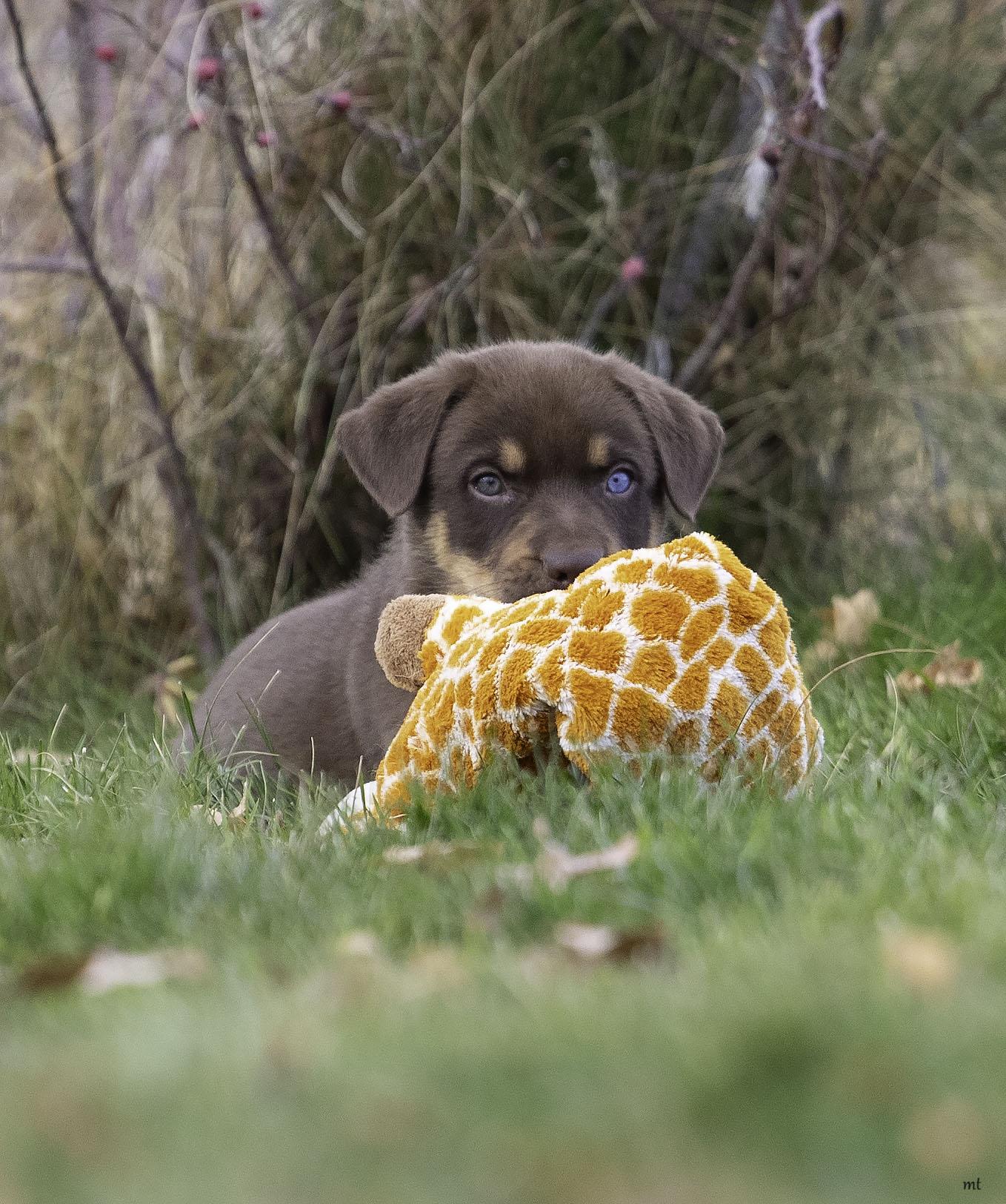 Frankie, ADOPTABLE, Puppy Male Shepherd.