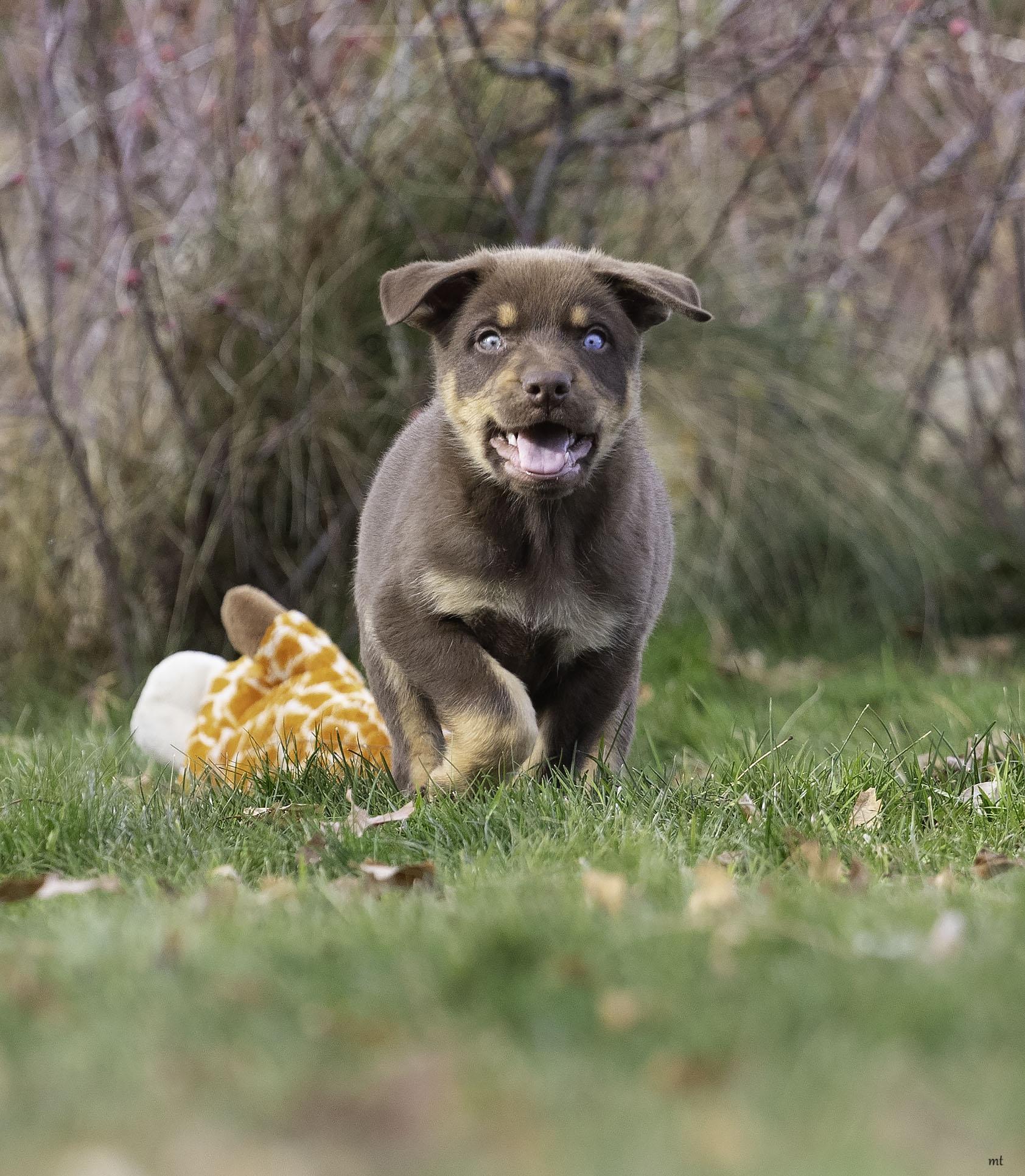 Frankie, a ADOPTABLE Shepherd in Washoe Valley, NV image 2/5