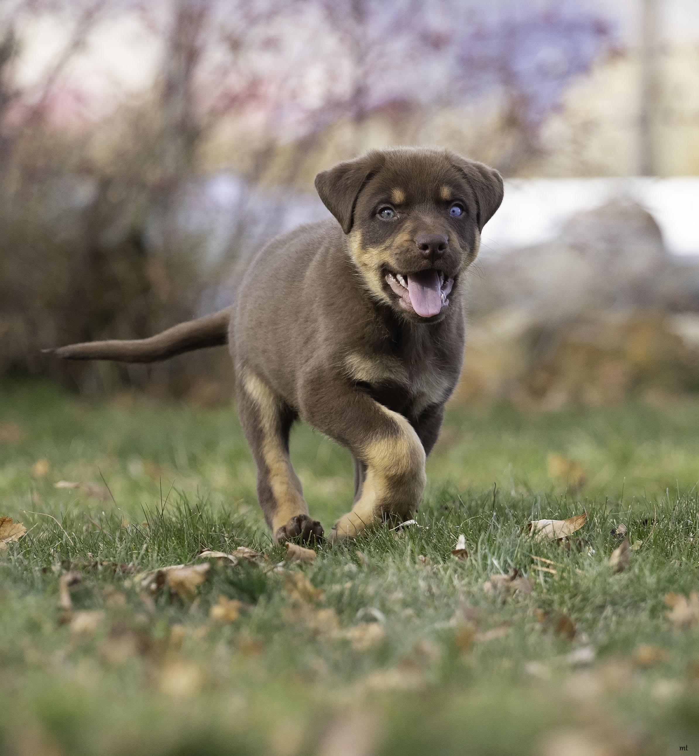 Frankie, a ADOPTABLE Shepherd in Washoe Valley, NV image 3/5