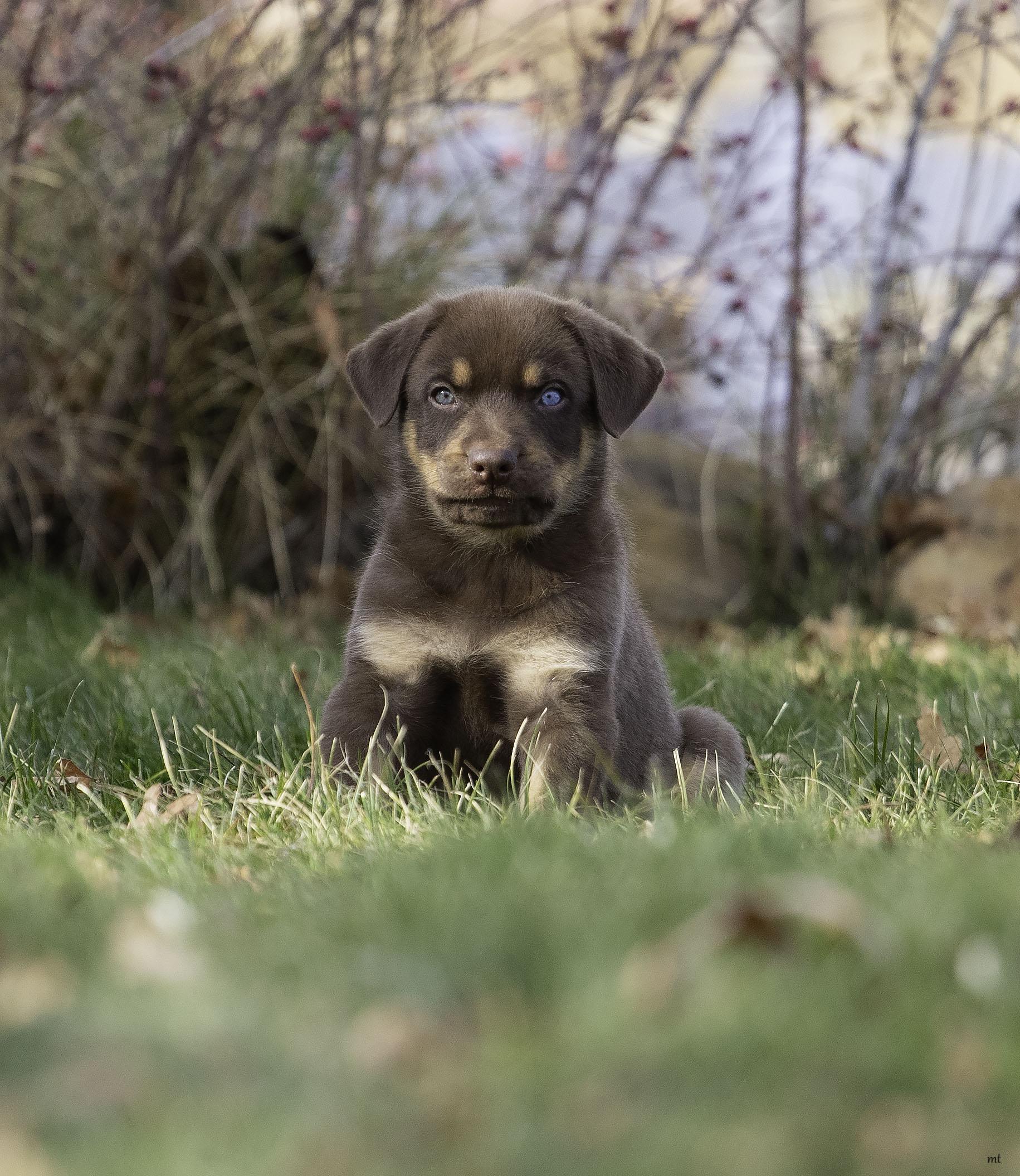 Frankie, a ADOPTABLE Shepherd in Washoe Valley, NV image 4/5