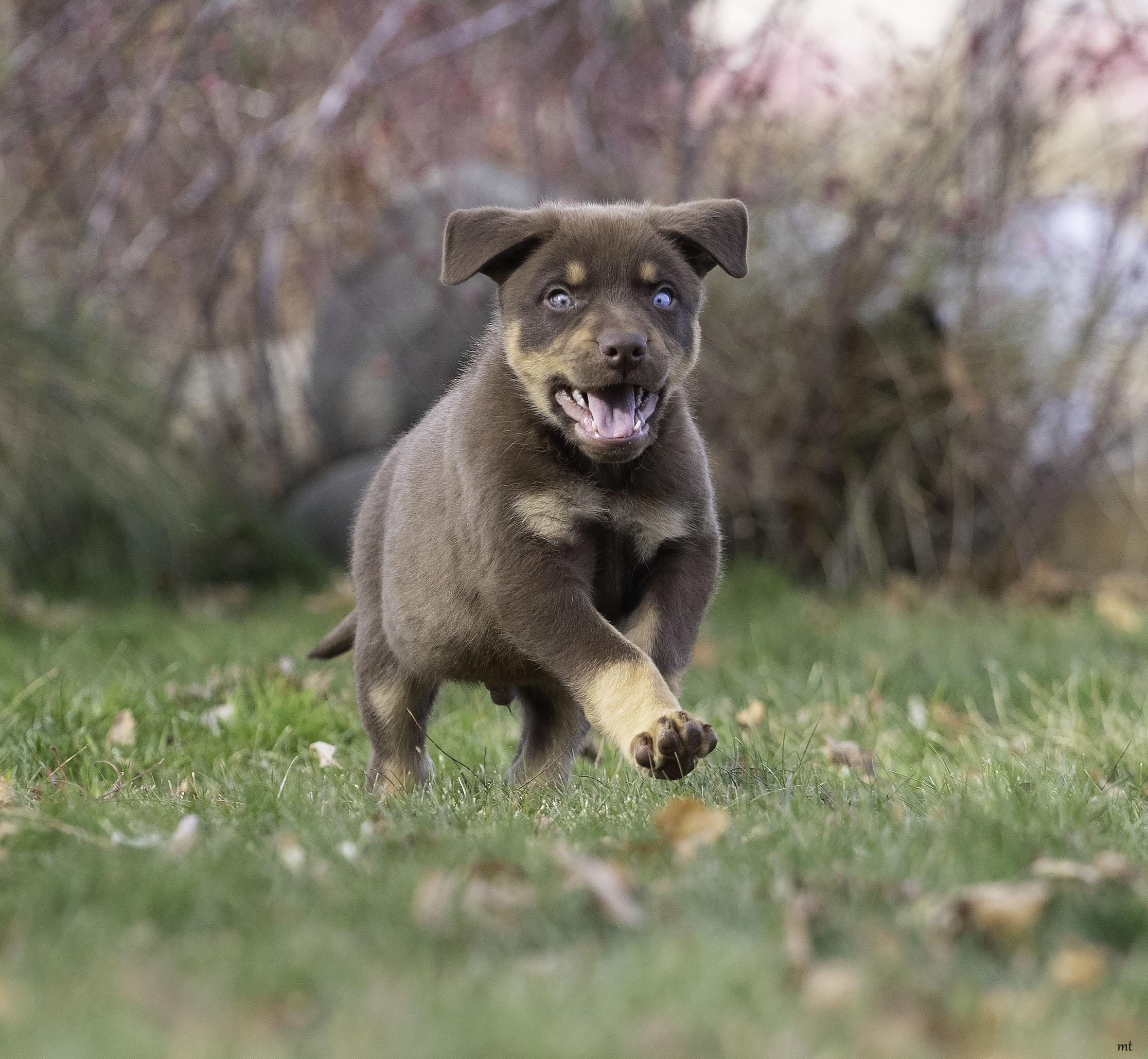 Frankie, a ADOPTABLE Shepherd in Washoe Valley, NV image 5/5