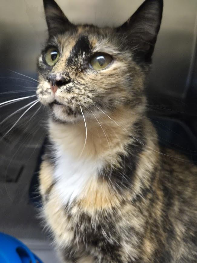 Enlarge Narla, an adoptable mixed breed in North Myrtle Beach, SC image 1/5