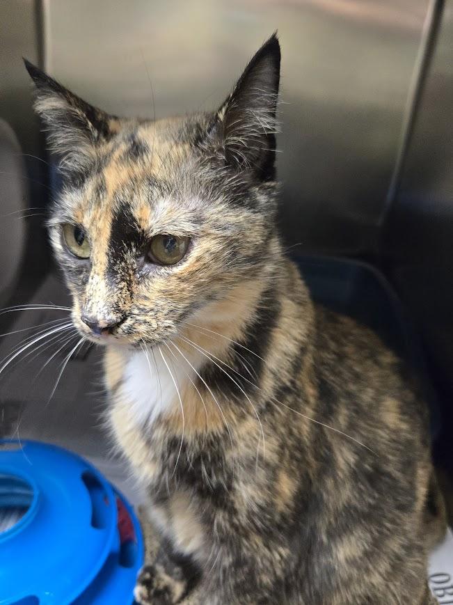 Enlarge Narla, an adoptable mixed breed in North Myrtle Beach, SC image 2/5