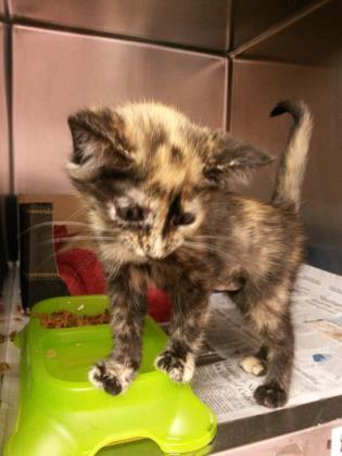 Enlarge Narla, an adoptable mixed breed in North Myrtle Beach, SC image 4/5