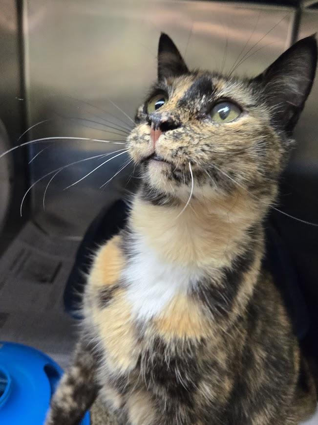 Enlarge Narla, an adoptable mixed breed in North Myrtle Beach, SC image 3/5