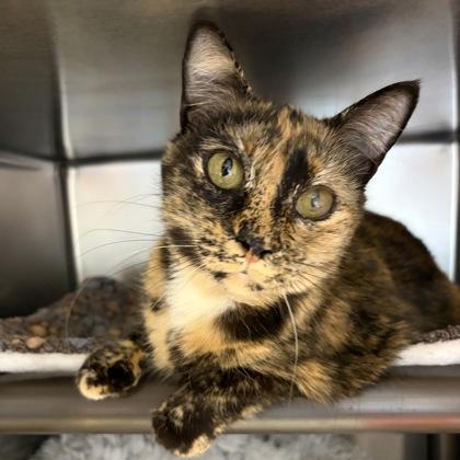 Enlarge Narla, an adoptable mixed breed in North Myrtle Beach, SC image 3/5