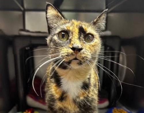 Narla, adoptable, Adult Female Tortoiseshell & Domestic Short Hair.