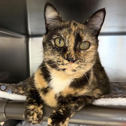 Enlarge Narla, an adoptable mixed breed in North Myrtle Beach, SC image 2/5