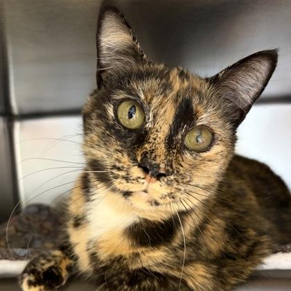 Narla, adoptable, Adult Female Tortoiseshell & Domestic Short Hair.