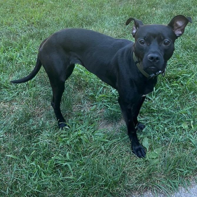 Andi, Adoptable, Adult Female Pit Bull Terrier.