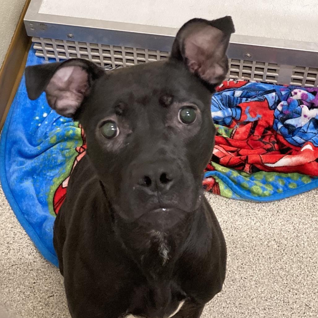 Enlarge Andi, a Adoptable Pit Bull Terrier in Ballston Spa, NY image 2/3