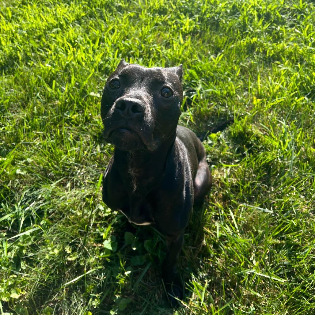 Enlarge Andi, a Adoptable Pit Bull Terrier in Ballston Spa, NY image 3/3