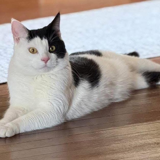 Finn-SPONSORED FEE, Adoptable, Adult Male Domestic Short Hair.