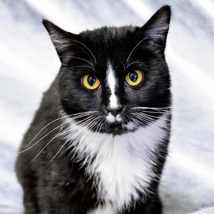 Enlarge Diana, a Adoptable mixed breed in Camano Island, WA image 1/2