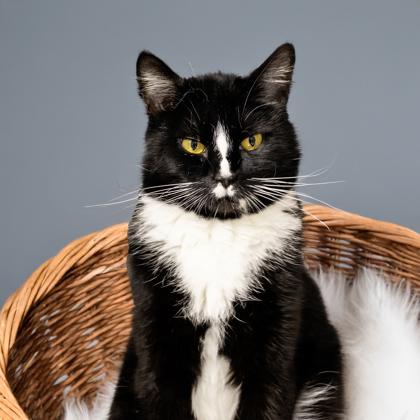 Enlarge Diana, a Adoptable mixed breed in Camano Island, WA image 2/2