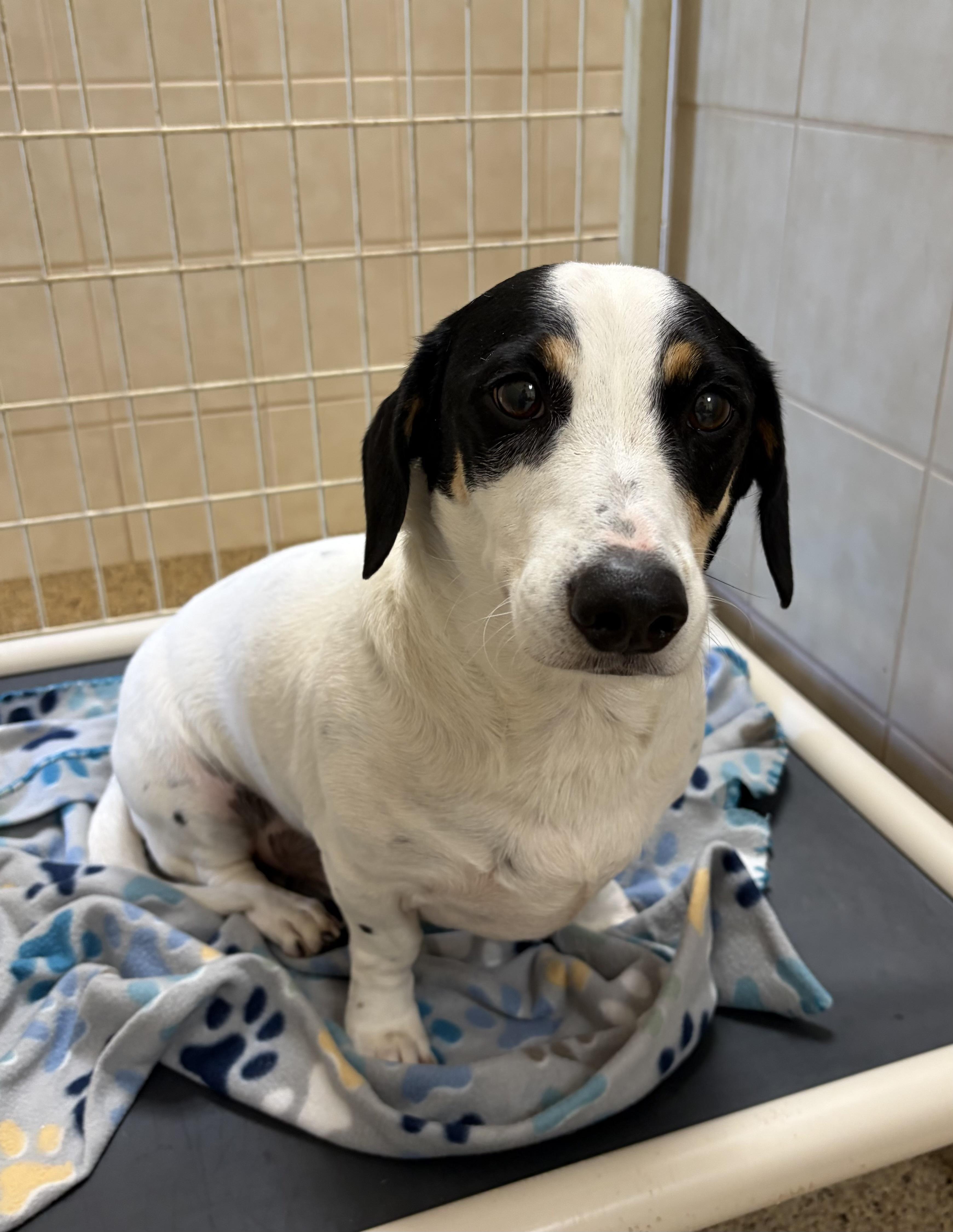 Cooper, adopted, Adult Male Dachshund.