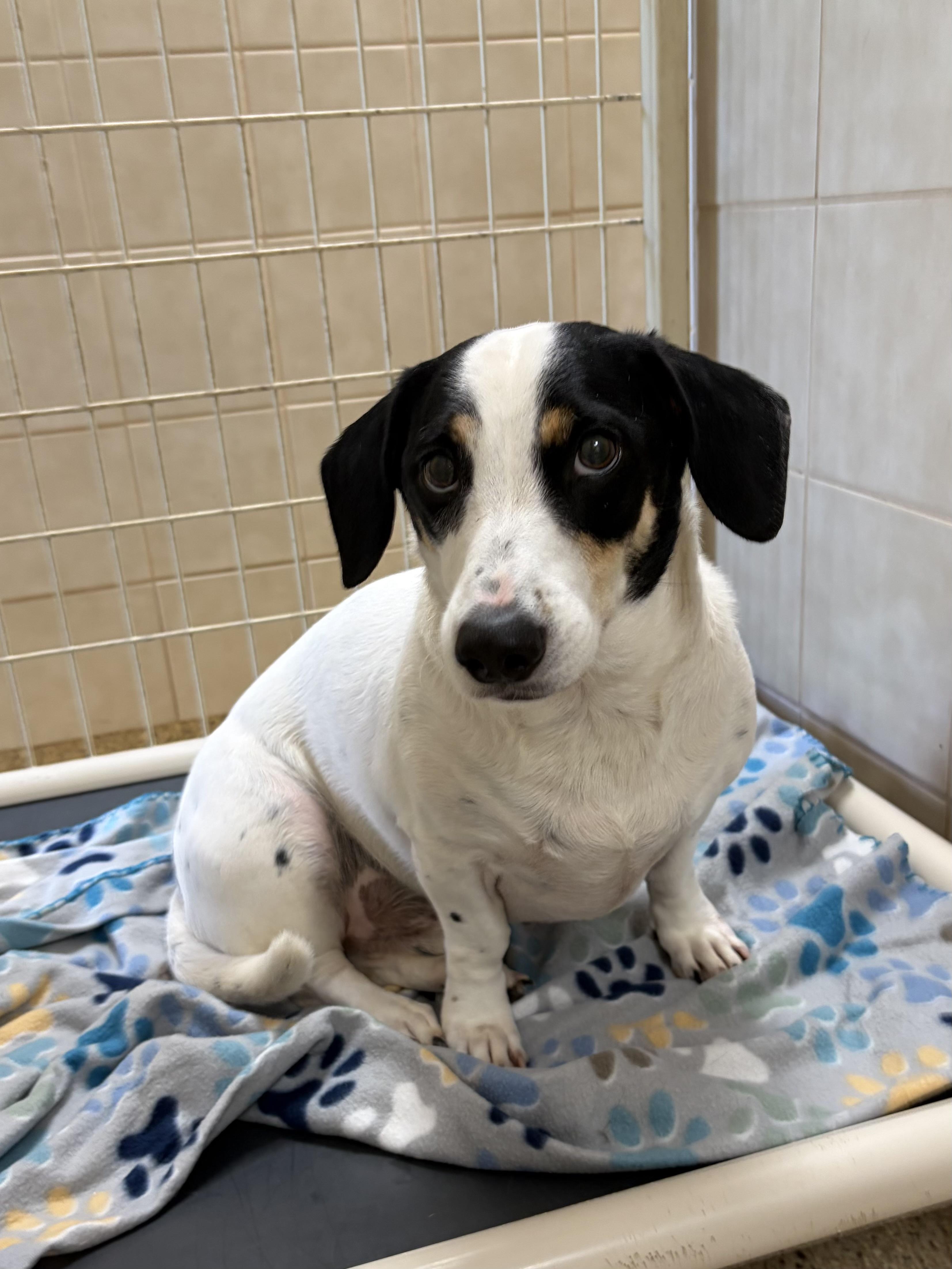 Enlarge Cooper, an adopted mixed breed in Kerrville, TX image 2/2