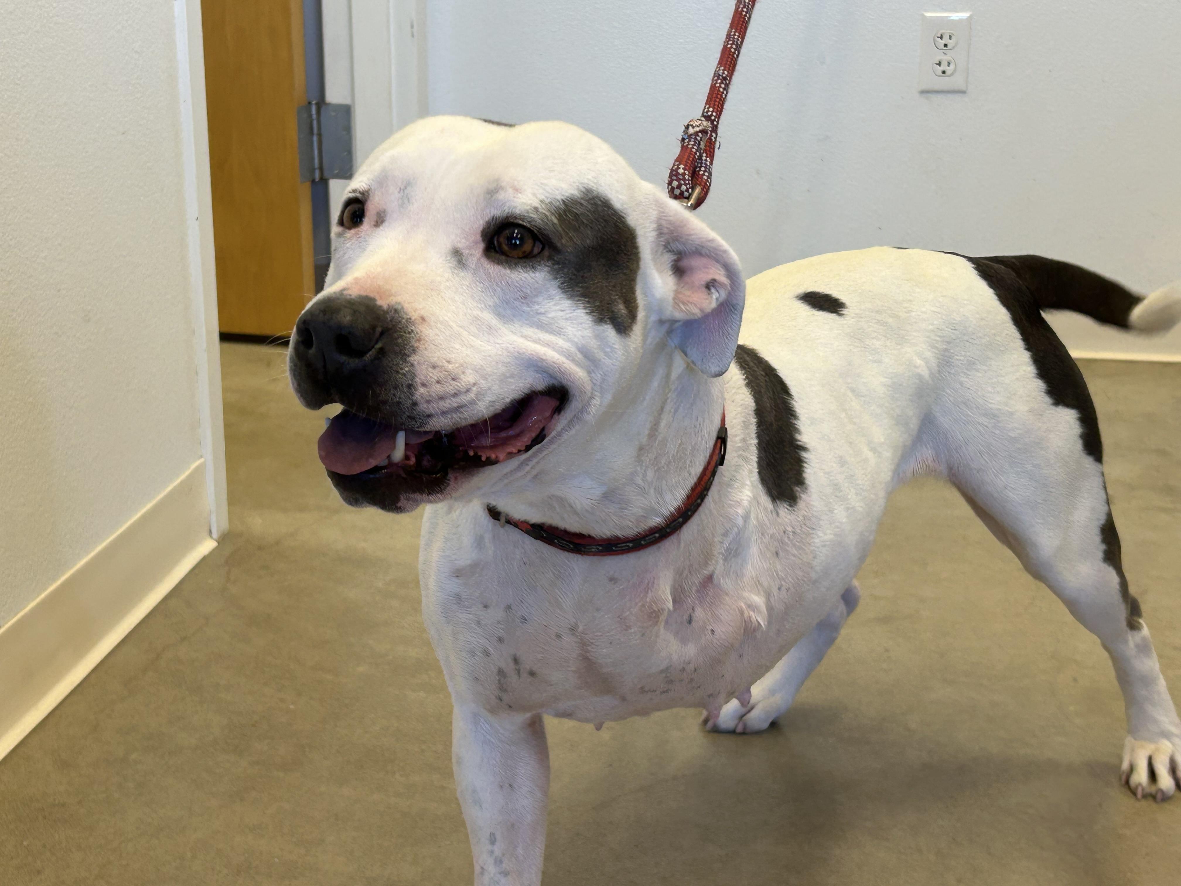 Enlarge Raya, a ADOPTABLE mixed breed in Greeley, CO image 3/3