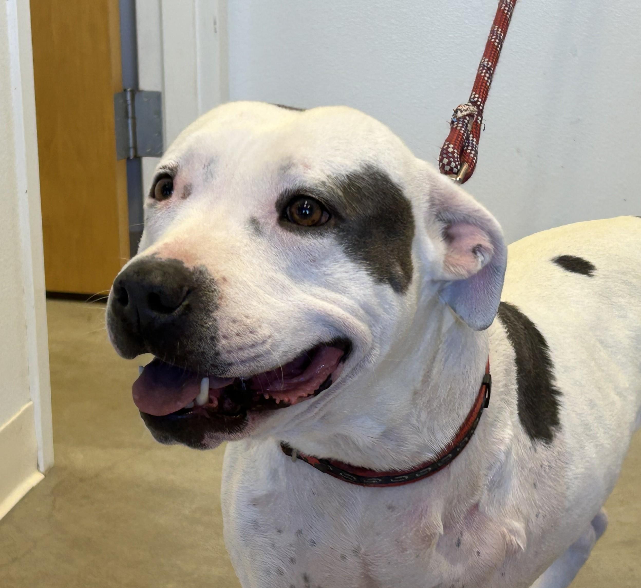 Enlarge Raya, a ADOPTABLE mixed breed in Greeley, CO image 1/3