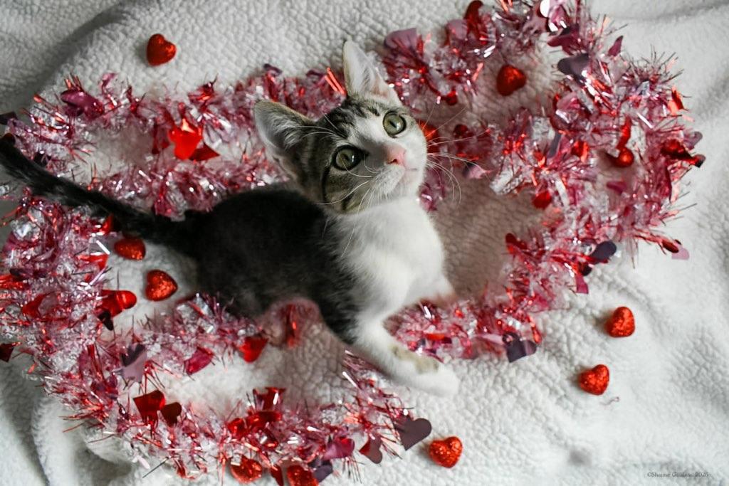 252064 Waffle — thumbnail 2