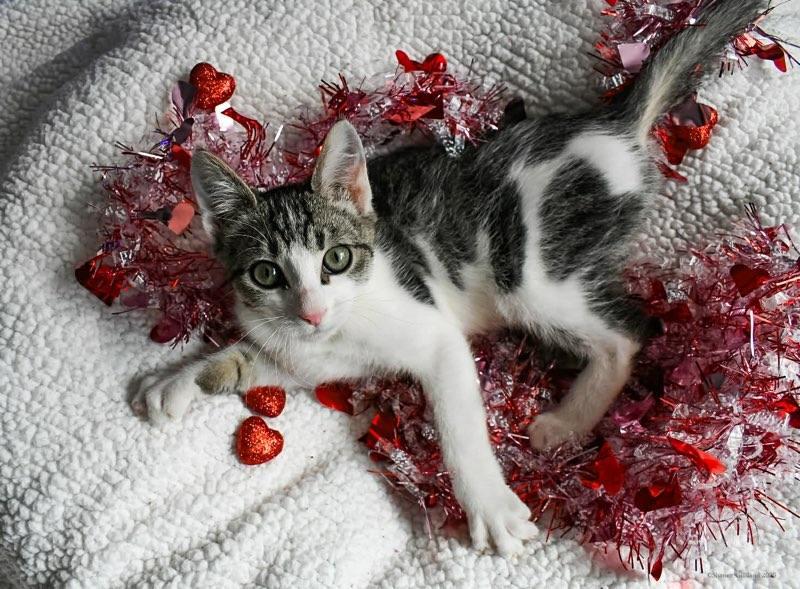 252064 Waffle — thumbnail 3