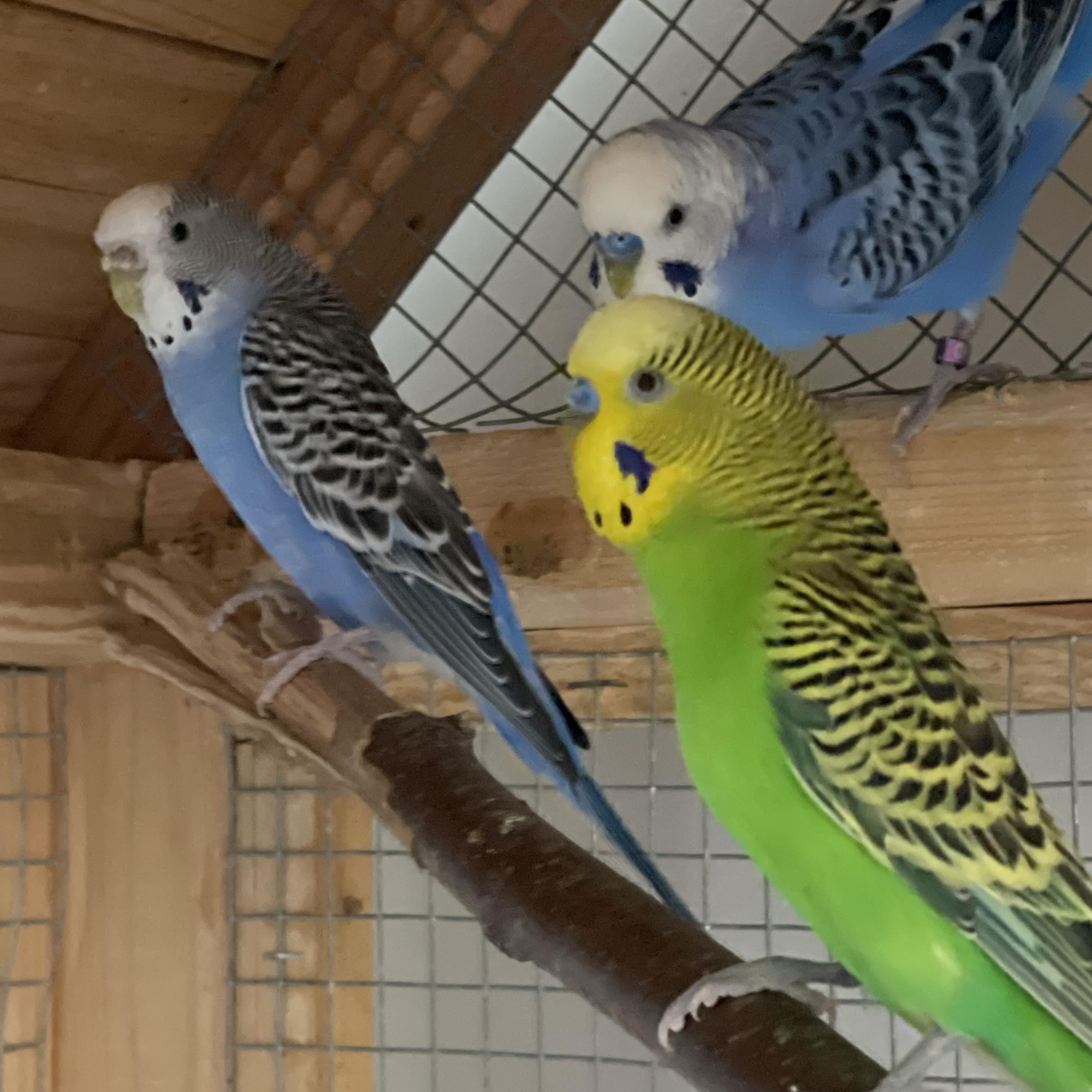 Taylor & Swift, Adoptable, Young Unknown Parakeet (Other).