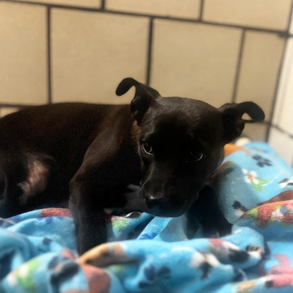 Enlarge Missy, a Adoptable mixed breed in Starkville, MS image 1/1