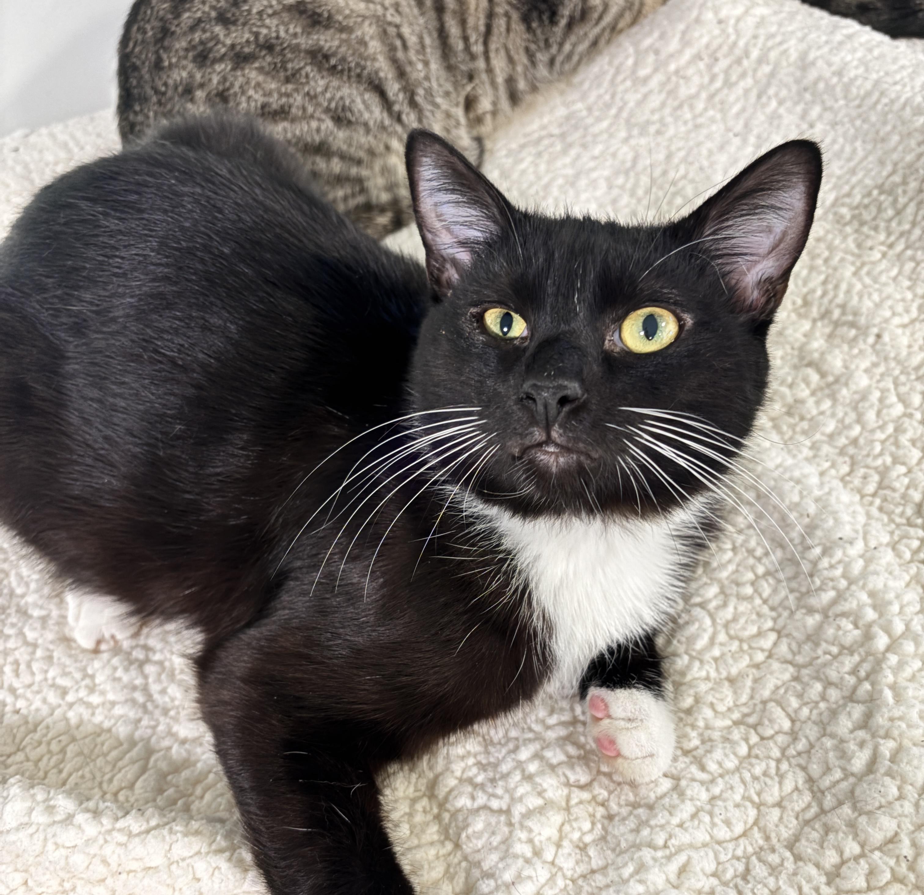 Enlarge Pablo Jr. , a Adoptable Domestic Short Hair in Chicago, IL image 2/2