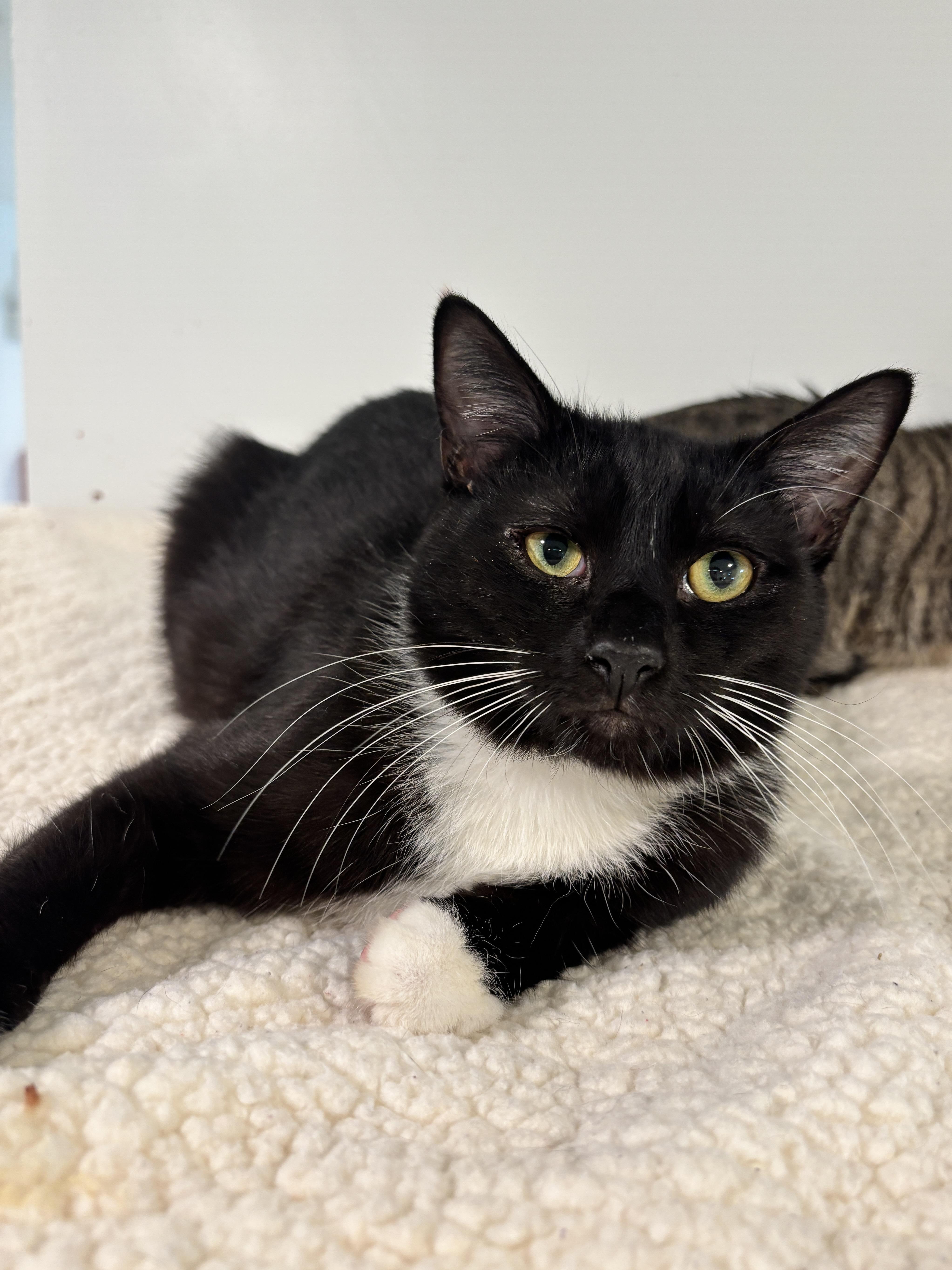 Pablo Jr. , Adoptable, Young Male Domestic Short Hair.