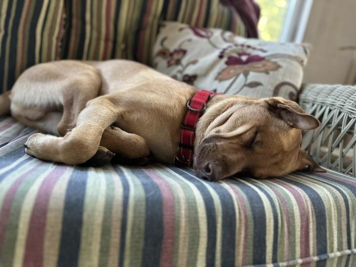 Chip, Adopted, Young Male Labrador Retriever & Shar-Pei.