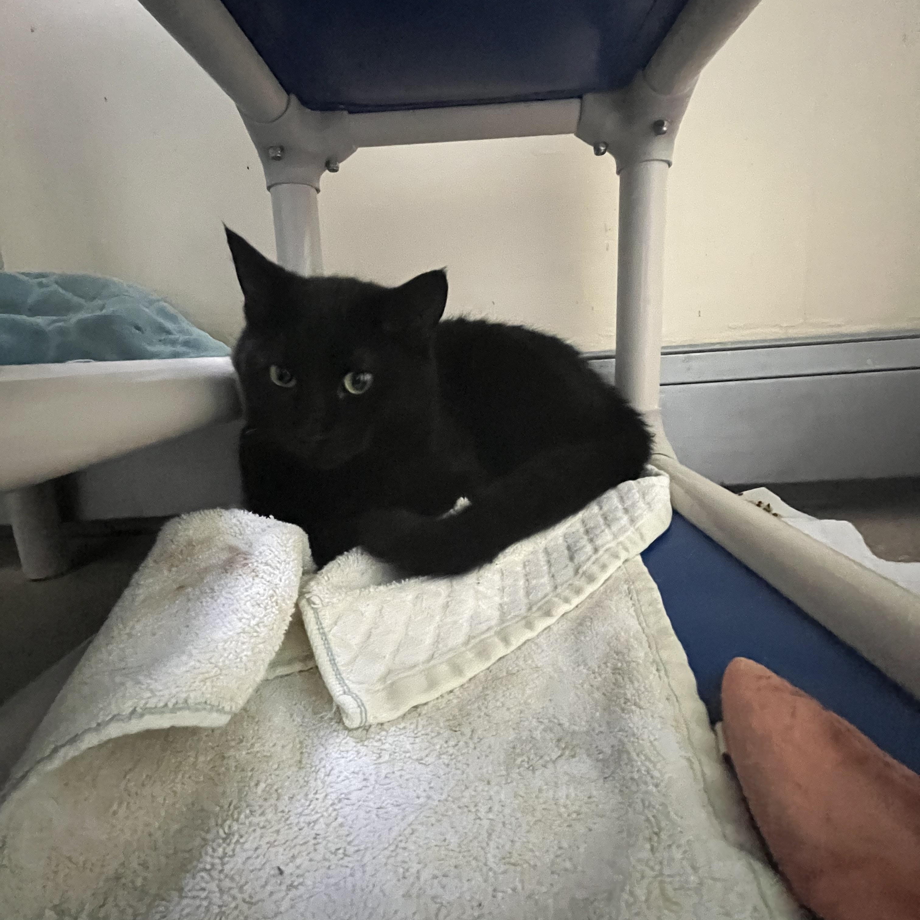 Enlarge Pursley, a Adoptable Domestic Short Hair in Salisbury, MA image 3/4