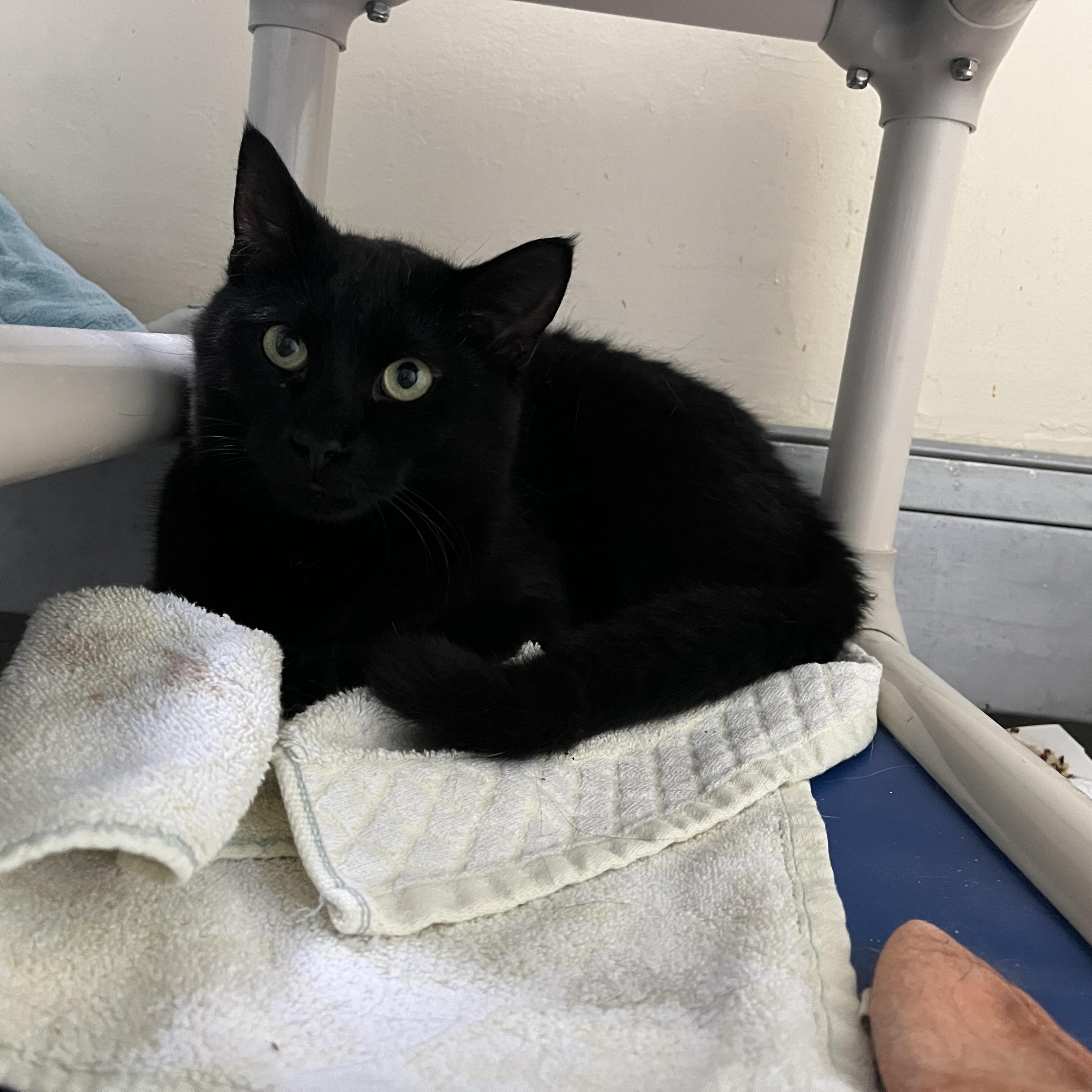 Enlarge Pursley, a Adoptable Domestic Short Hair in Salisbury, MA image 2/4