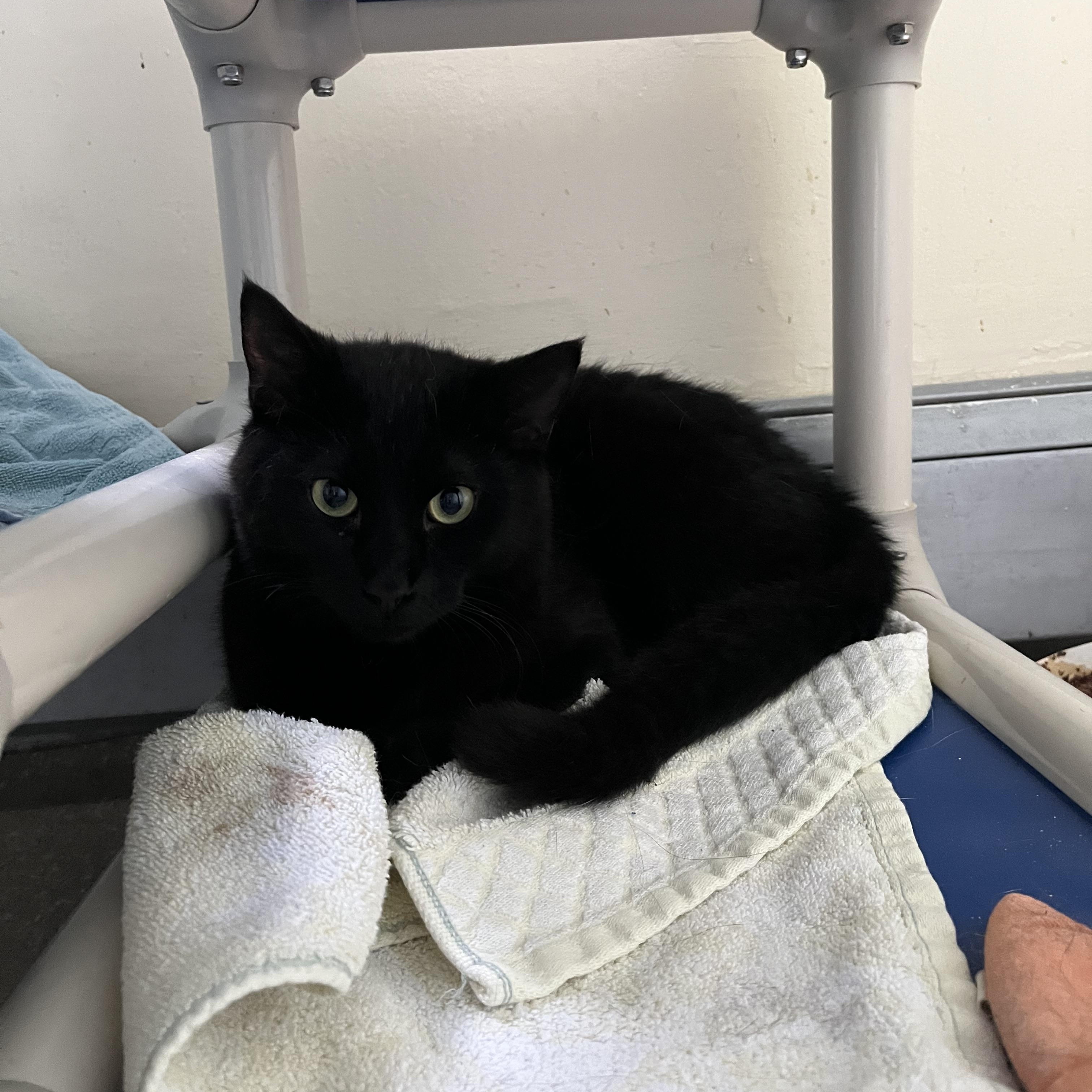 Enlarge Pursley, a Adoptable Domestic Short Hair in Salisbury, MA image 4/4