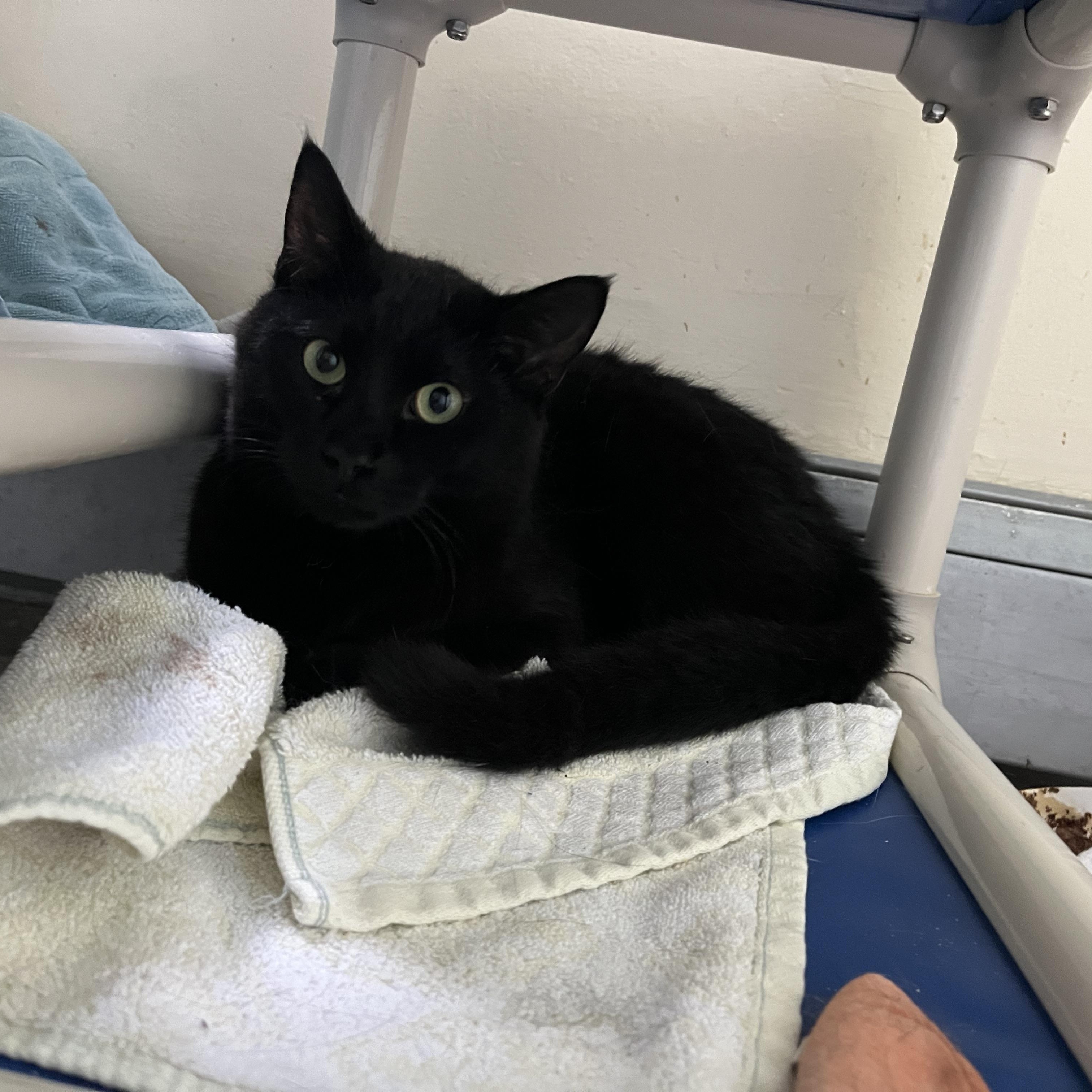 Enlarge Pursley, a Adoptable Domestic Short Hair in Salisbury, MA image 1/4