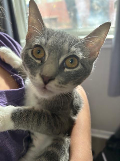 Tanjiro, ADOPTABLE, Young Female Domestic Short Hair.