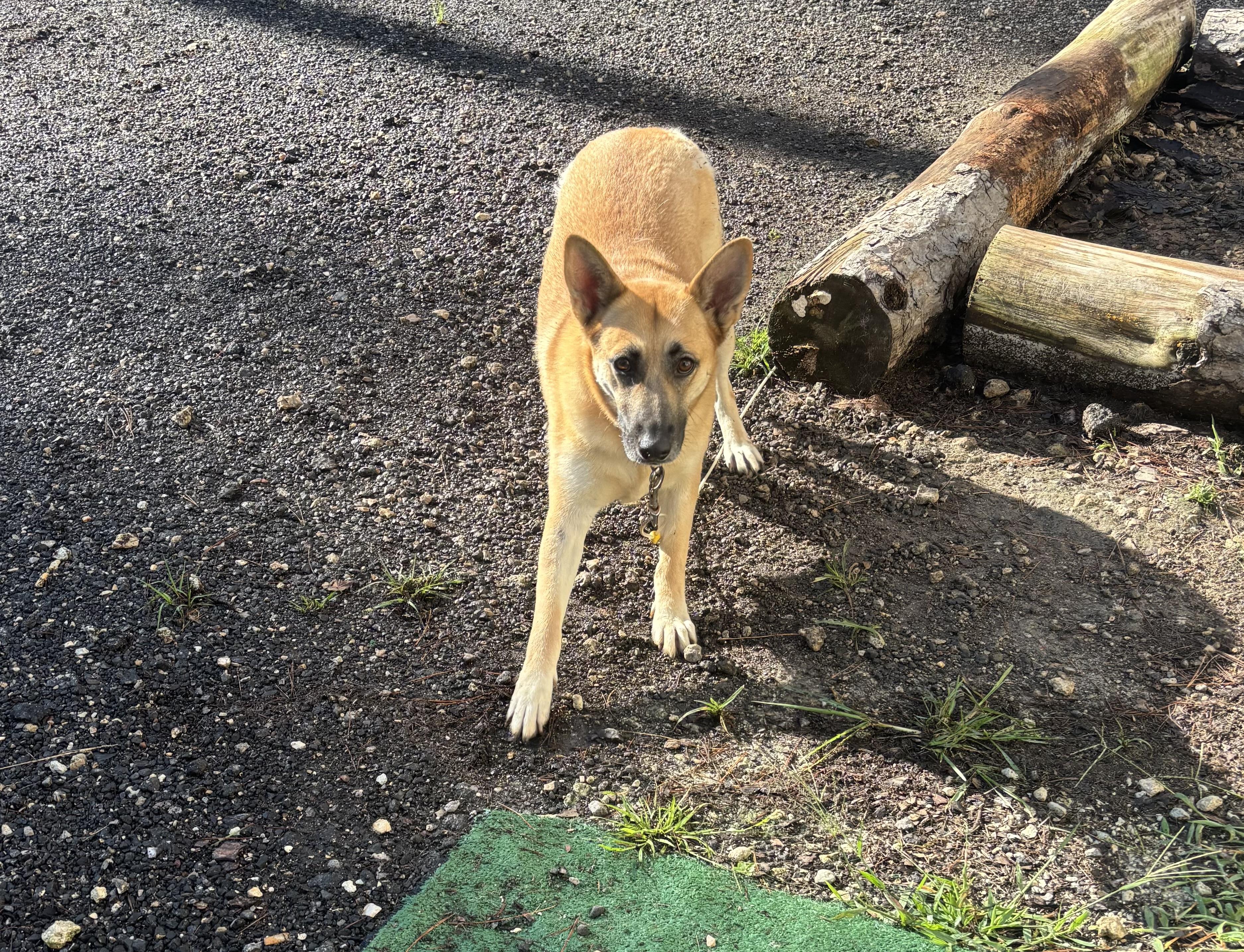 Enlarge Clarabelle, a Adoptable mixed breed in Coldspring, TX image 2/5