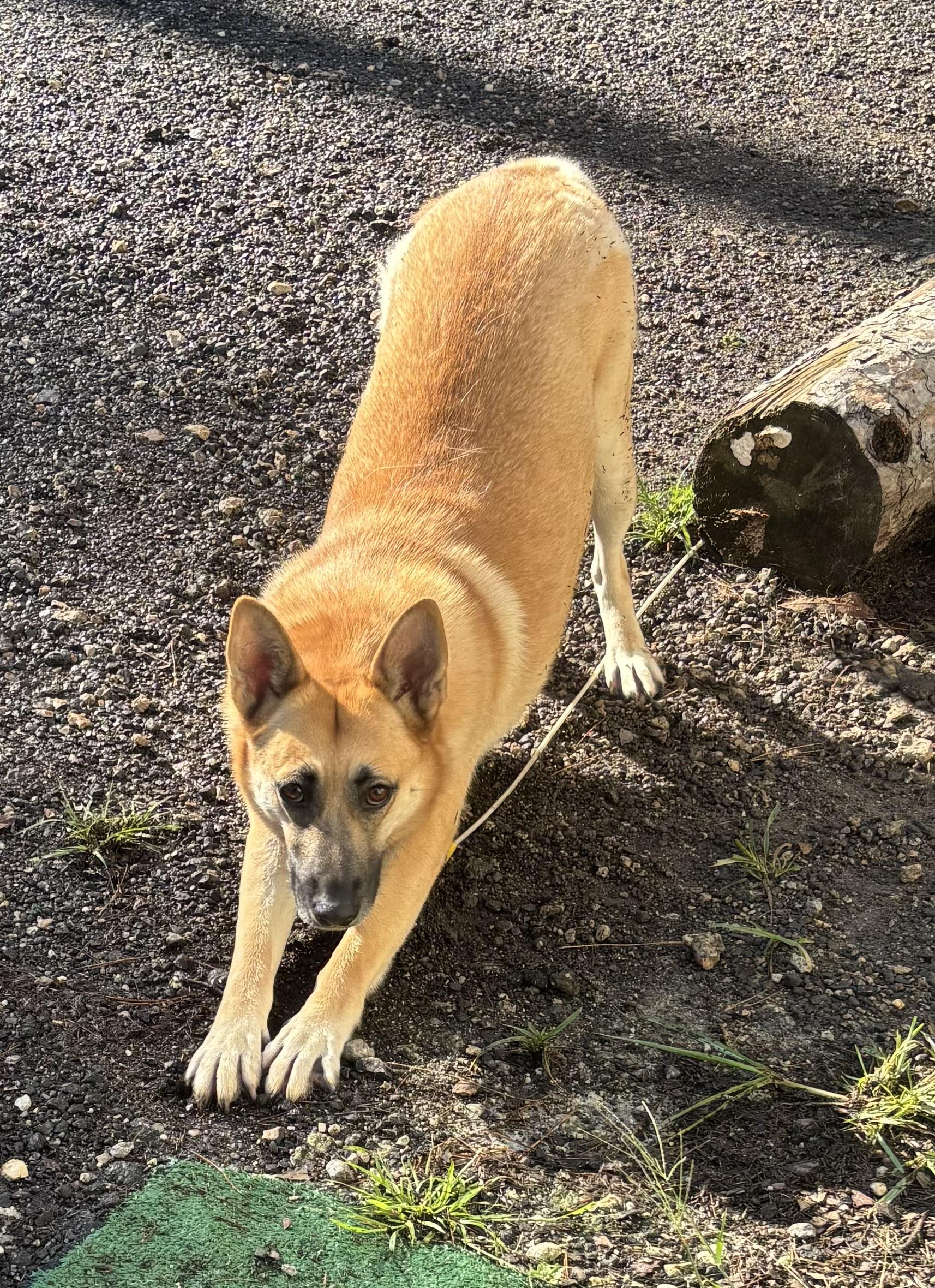 Enlarge Clarabelle, a Adoptable mixed breed in Coldspring, TX image 1/5