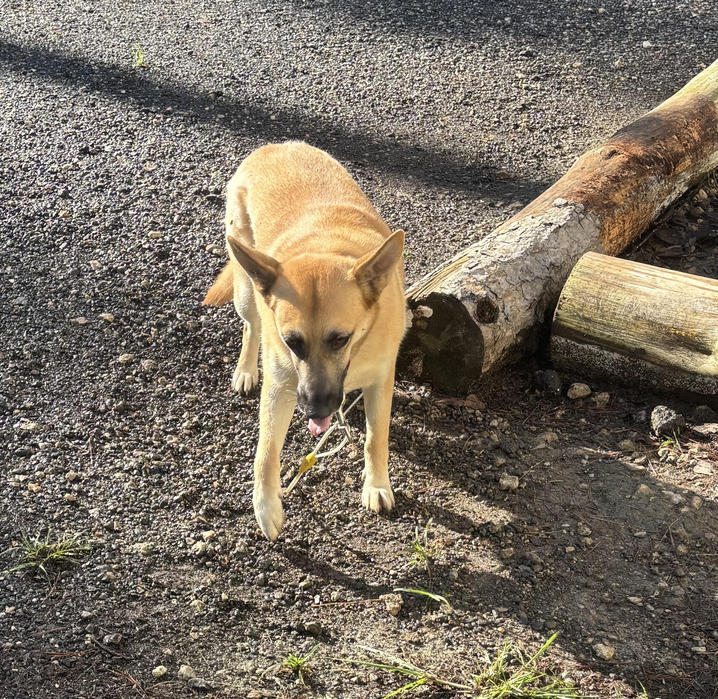 Enlarge Clarabelle, a Adoptable mixed breed in Coldspring, TX image 3/5