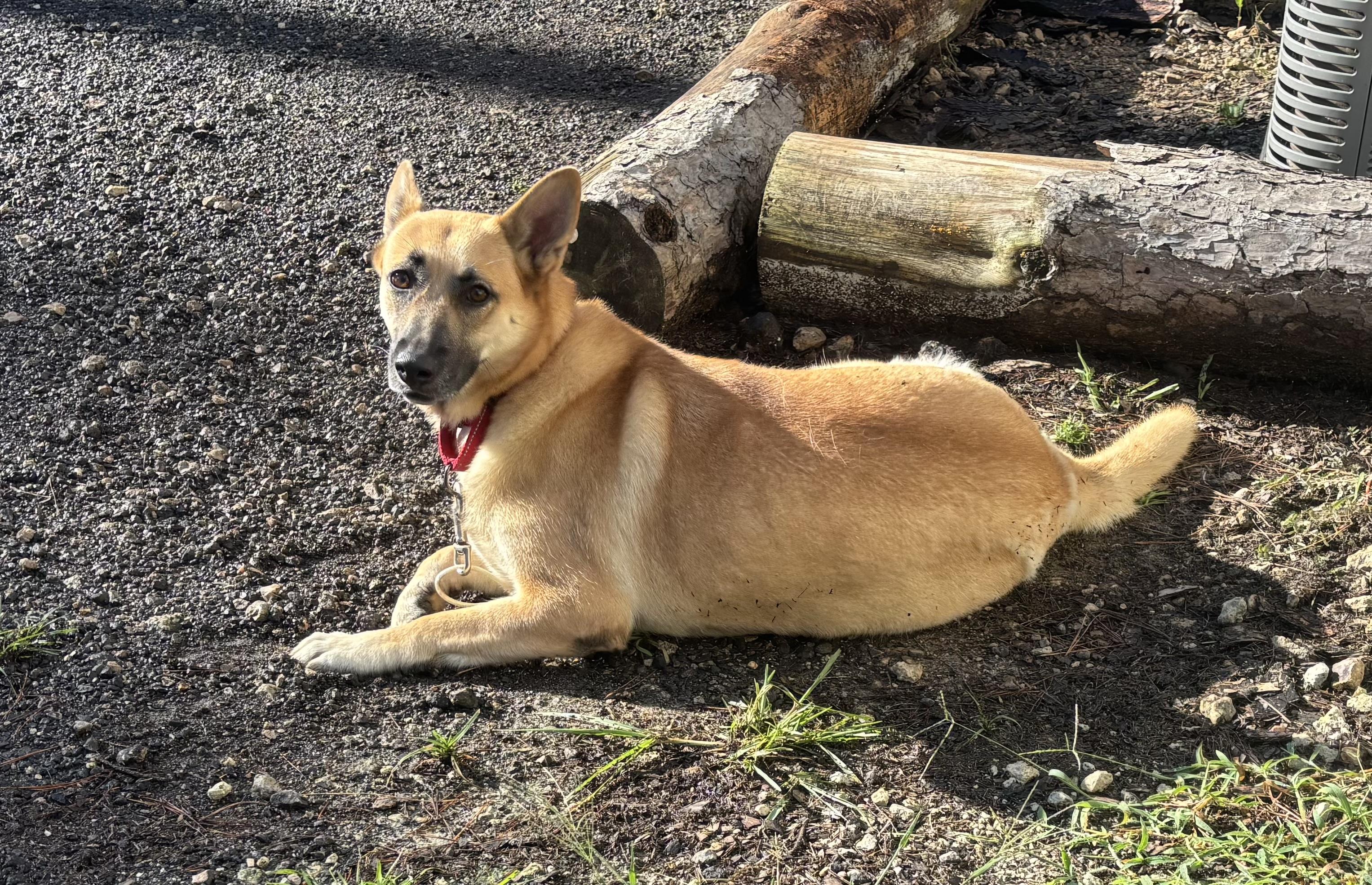 Enlarge Clarabelle, a Adoptable mixed breed in Coldspring, TX image 5/5
