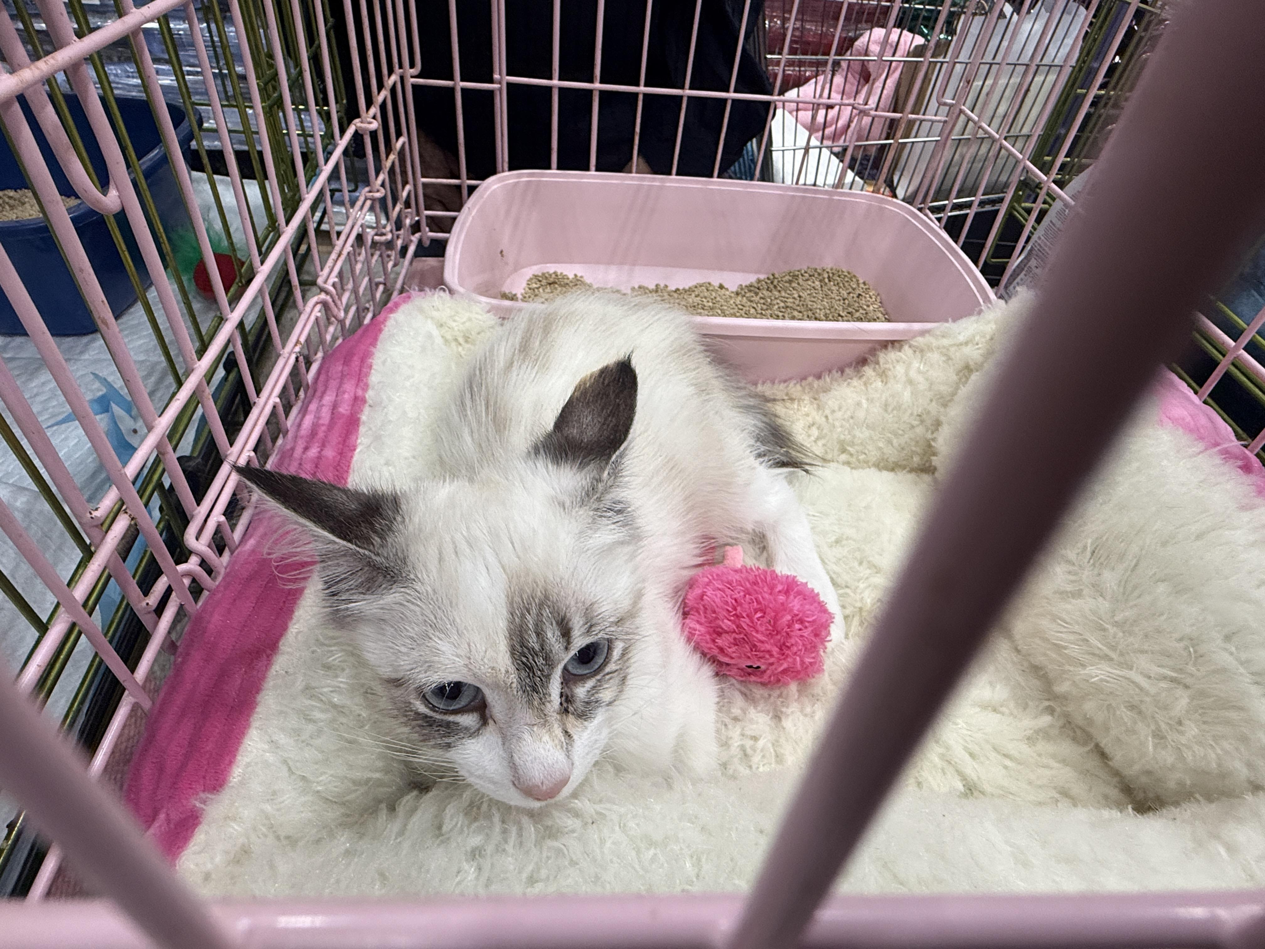 Suki, an adopted Siamese in Oceanside, CA image 2/4