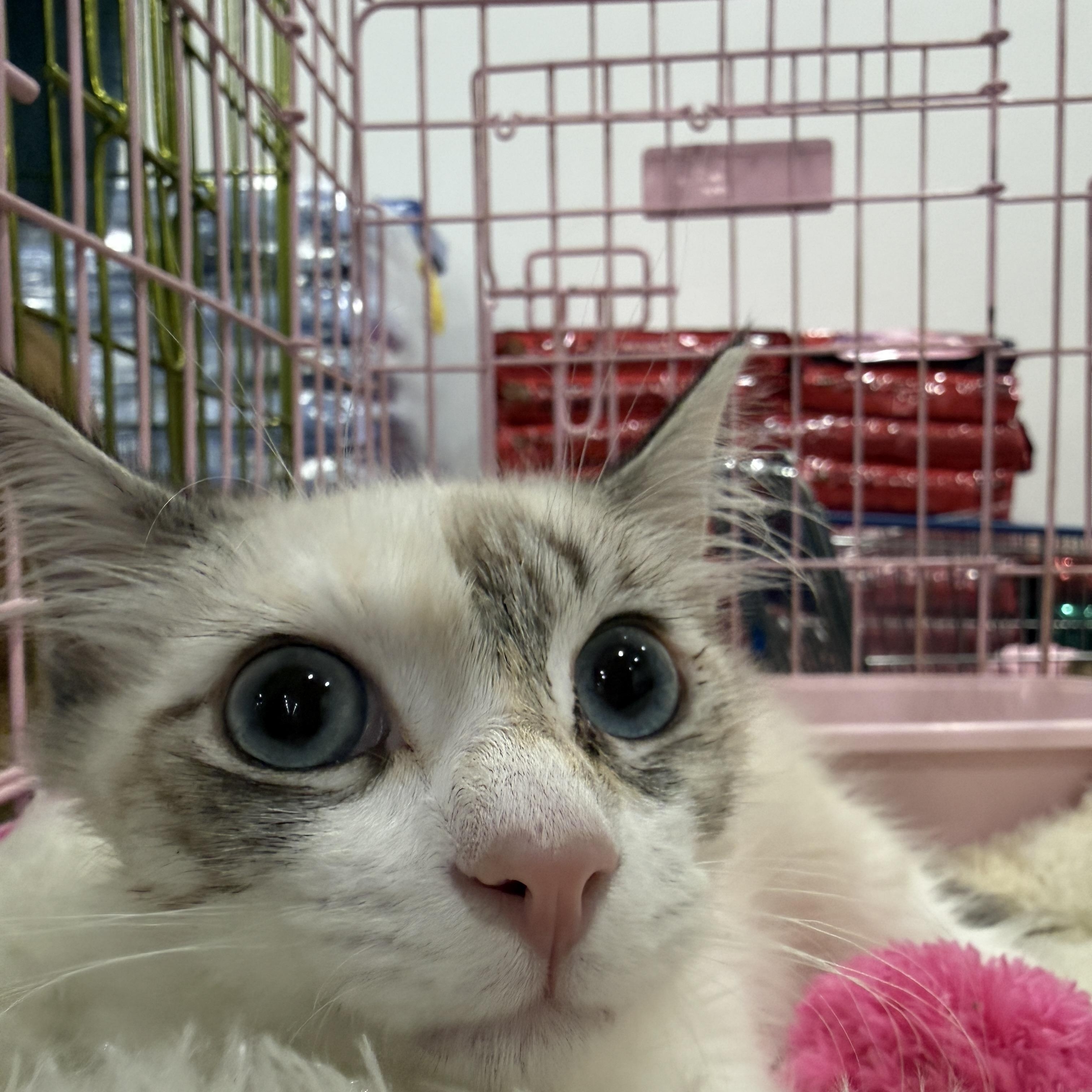 Suki, an adopted Siamese in Oceanside, CA image 4/4