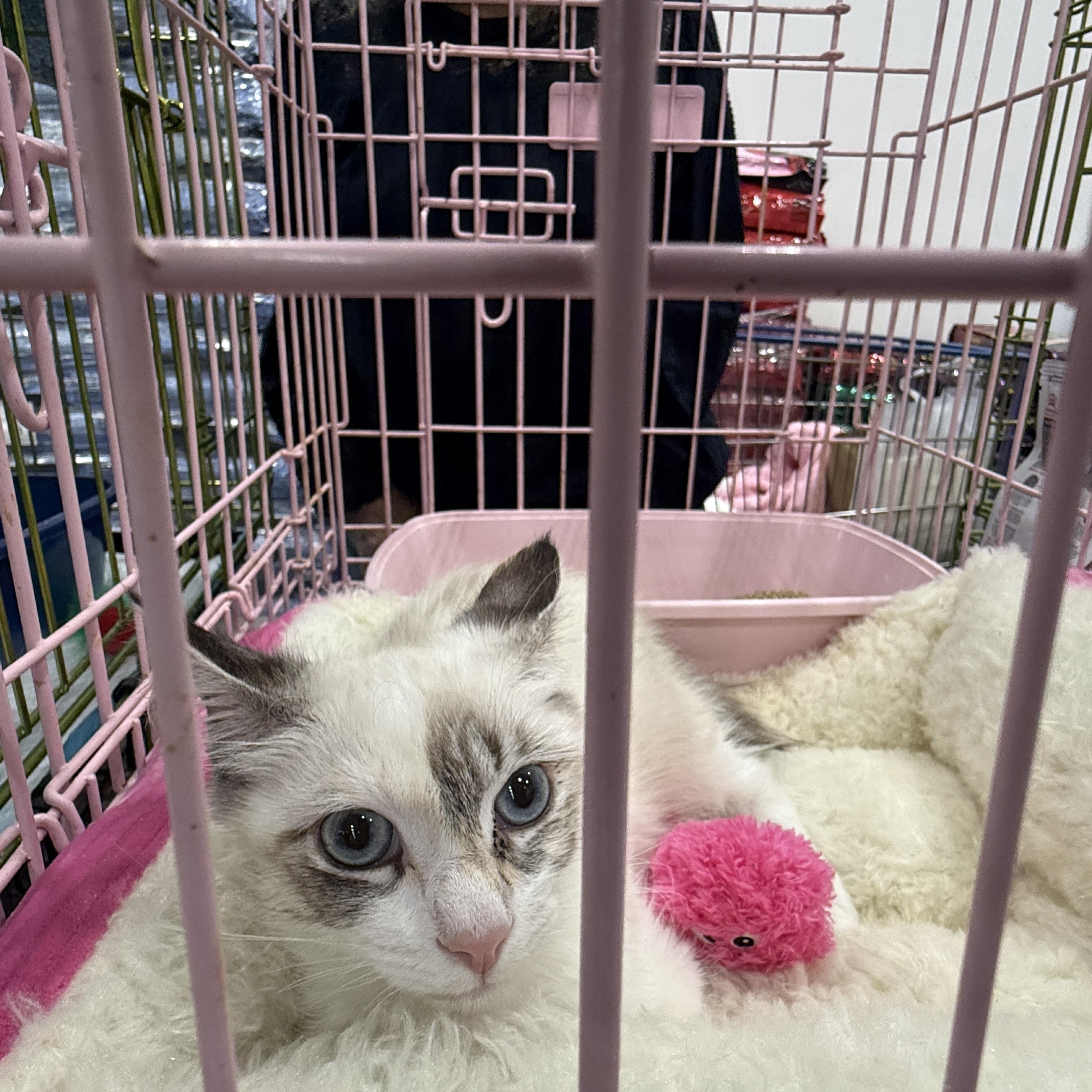 Suki, an adopted Siamese in Oceanside, CA image 3/4