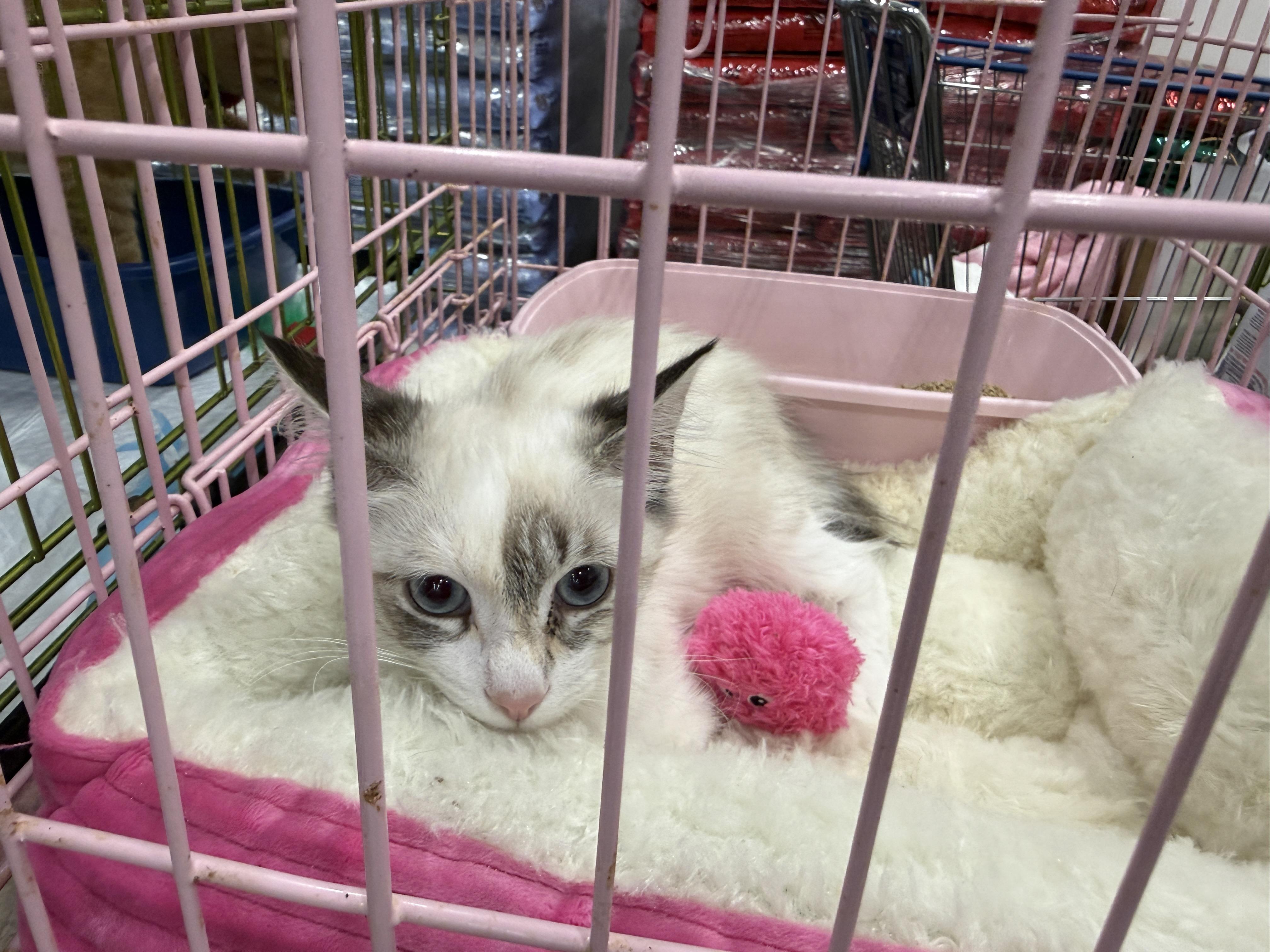 Suki, an adopted Siamese in Oceanside, CA image 1/4