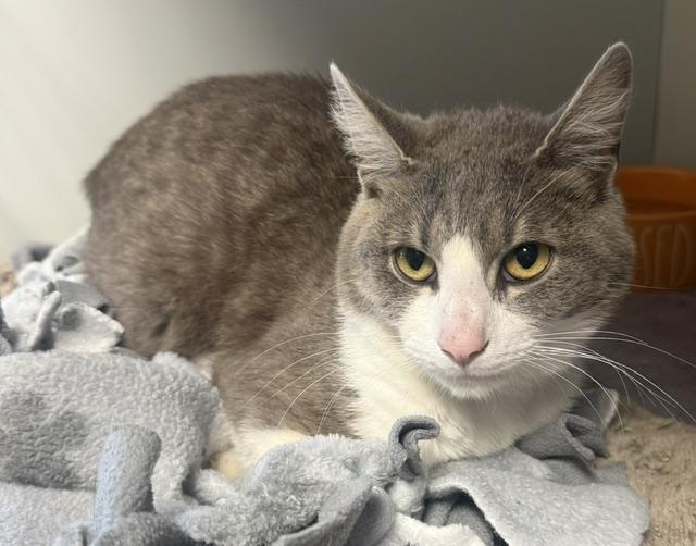 Bunny, ADOPTABLE, Adult Male Domestic Short Hair.