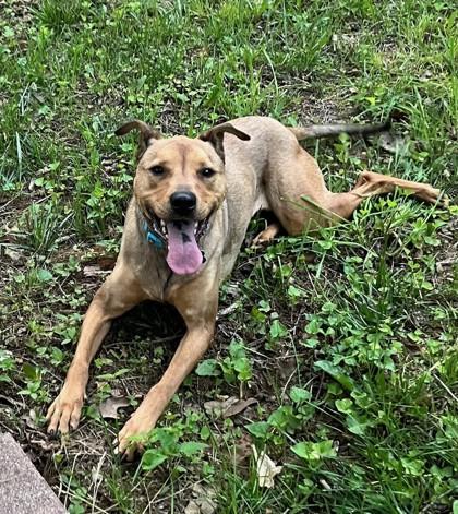 Clover 39241, Adult Female Mixed Breed