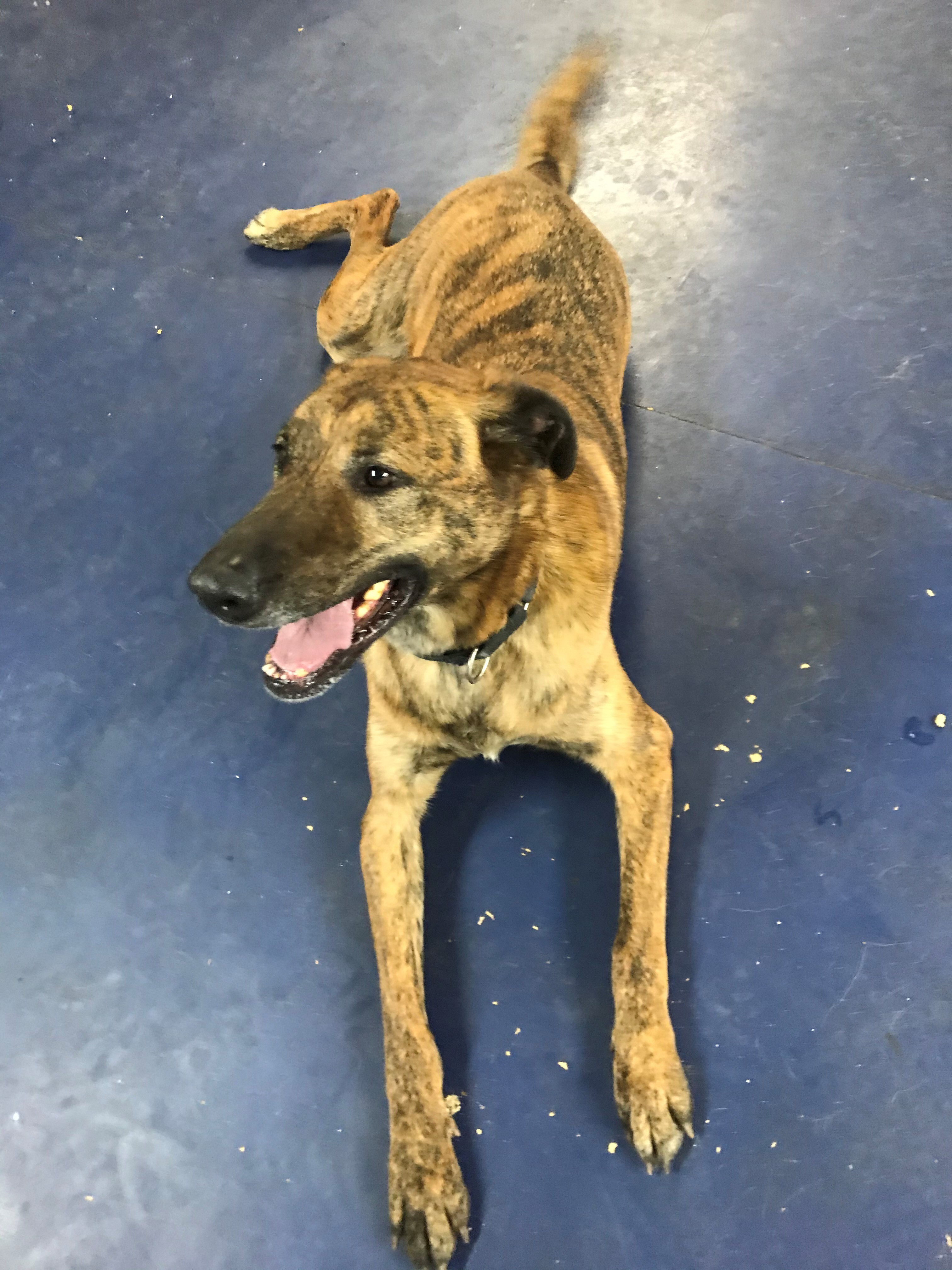 Enlarge Hunter, a Adoptable mixed breed in Roselle, IL image 2/10