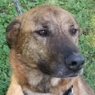 Enlarge Hunter, a Adoptable mixed breed in Roselle, IL image 3/10