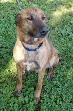 Enlarge Hunter, a Adoptable mixed breed in Roselle, IL image 4/10