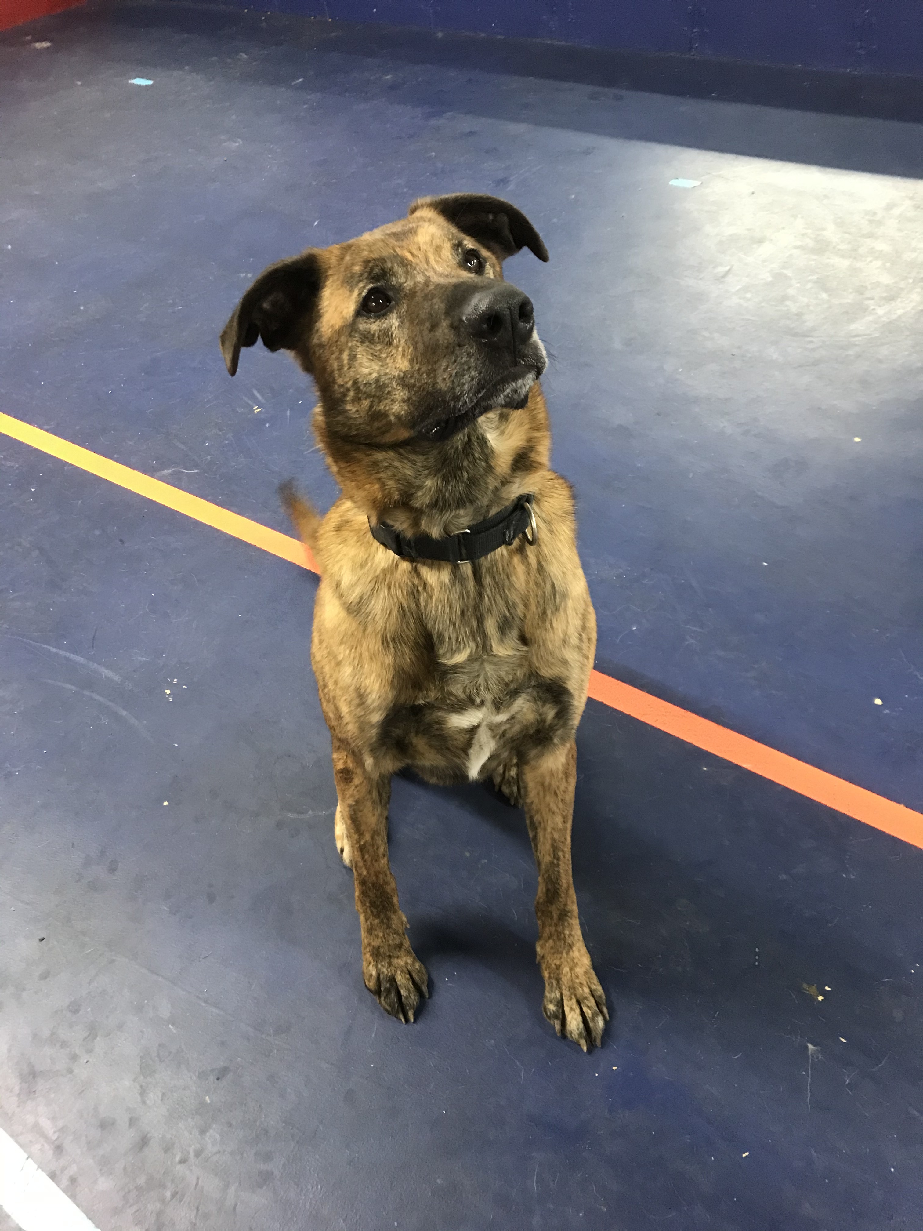 Enlarge Hunter, a Adoptable mixed breed in Roselle, IL image 5/10