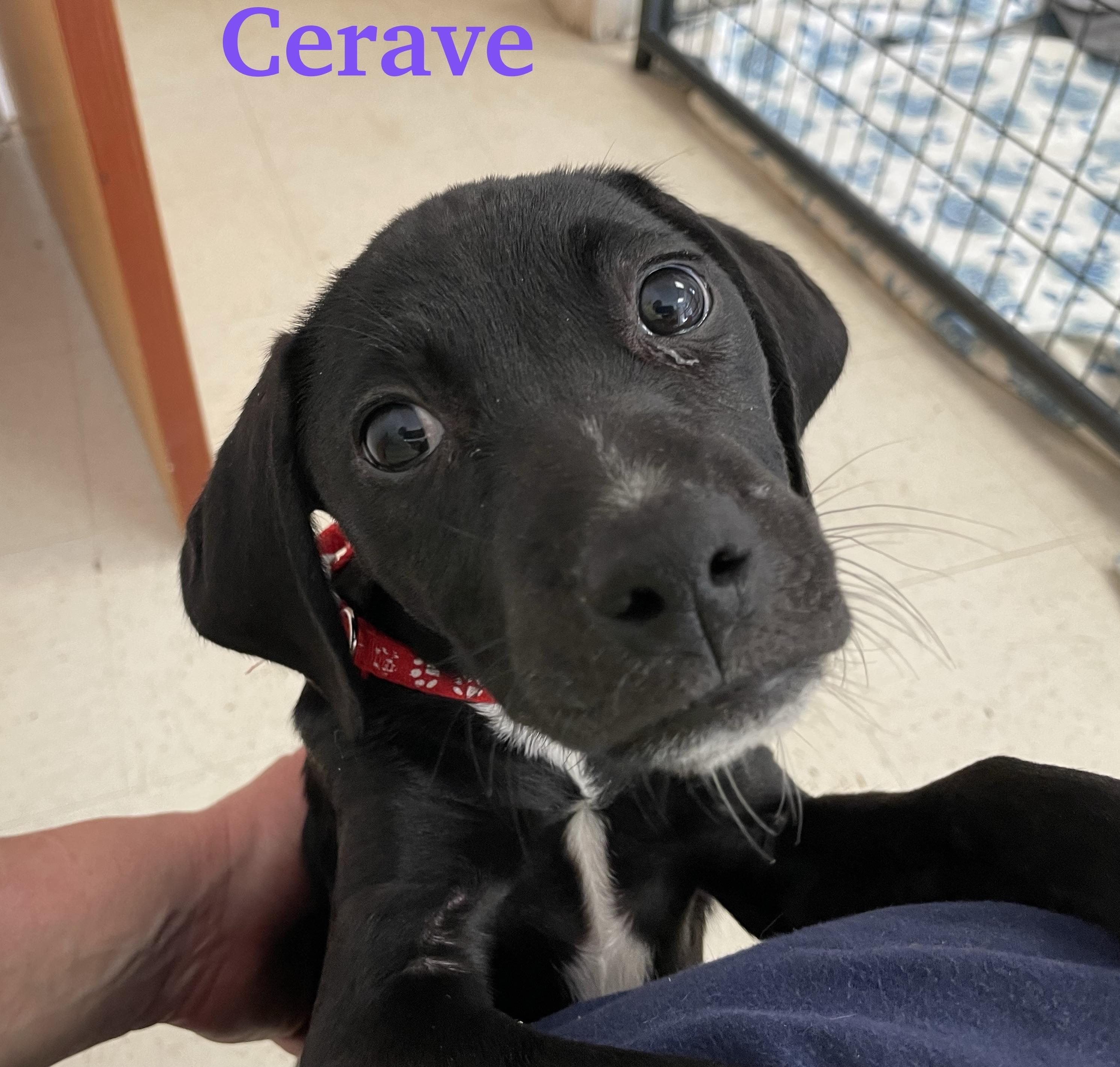 Enlarge Cerave, a ADOPTABLE mixed breed in Monson, MA image 1/3